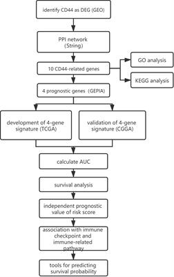 A Novel Four-Gene Signature Associated With Immune Checkpoint for Predicting Prognosis in Lower-Grade Glioma